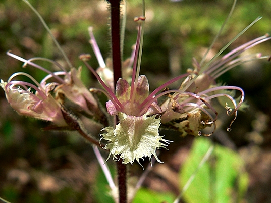 {Collinsonia verticillata}